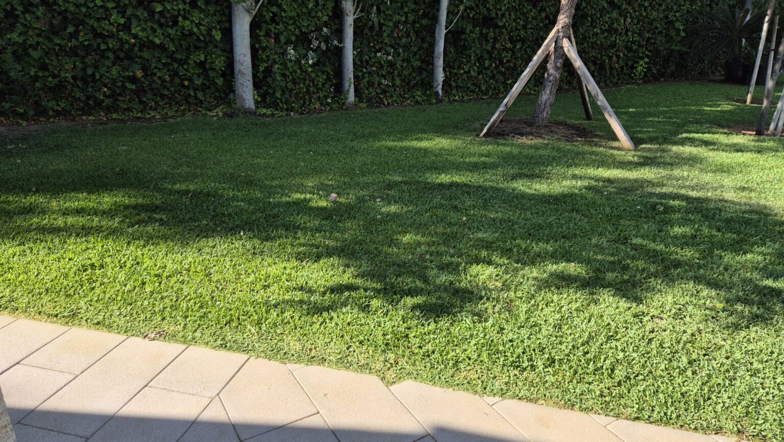Jardinero profesional realizando la poda de formación y saneamiento de un árbol en una vivienda