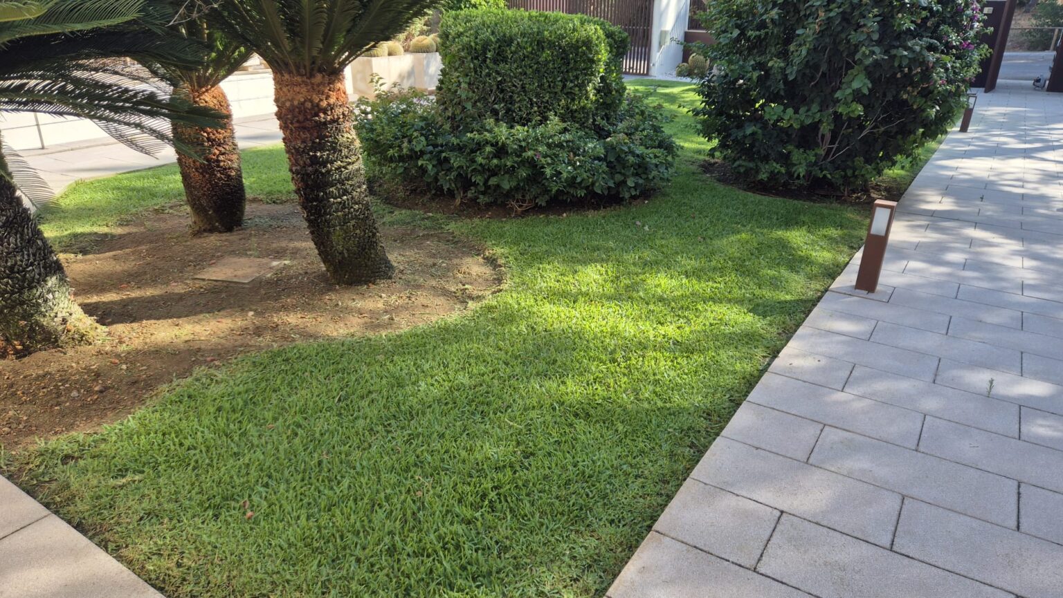 Trabajo seguro de poda y tala de palmeras para evitar riesgos en fincas de Mallorca